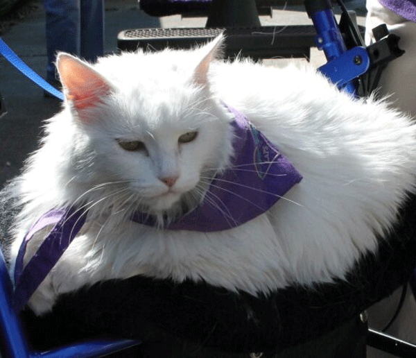 A large white cat lays on a chair in the sunshine. The cat is wearing a purple LAPS scarf around his neck.